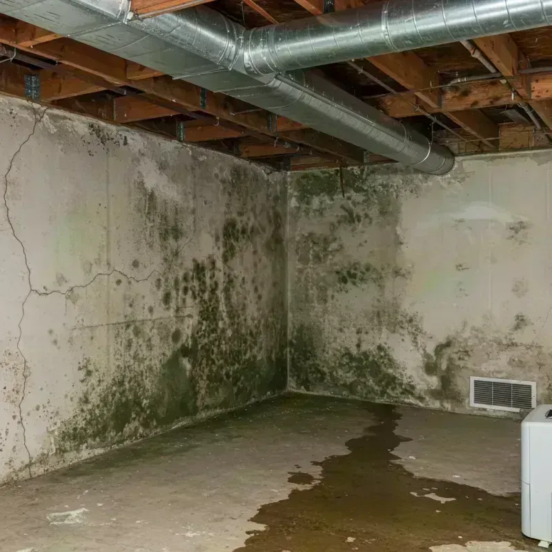 Professional Mold Removal in Streamwood, IL